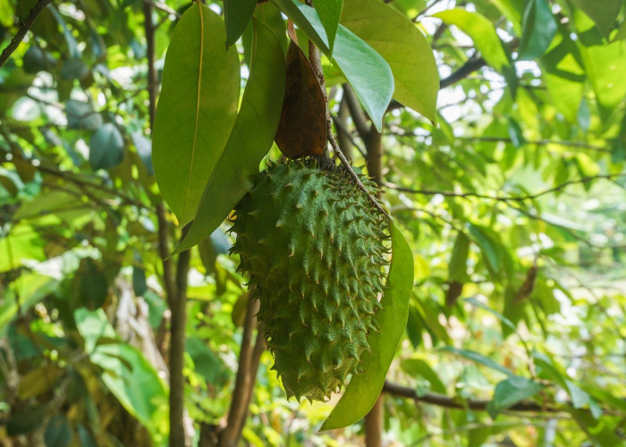 Manfaat Buah Sirsak Untuk Kesehatan, Salah Satunya Bisa Membunuh Sel Kanker