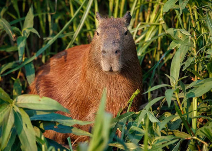 Mengenal Capybara: Hewan Menarik yang Menggemaskan dari Amerika Selatan