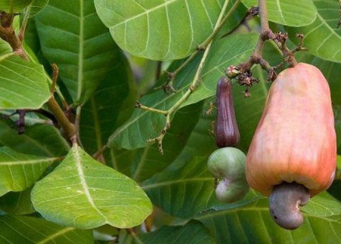 7 Khasiat Daun Jambu Mede yang Jarang Diketahui: Solusi Herbal untuk Berbagai Penyakit