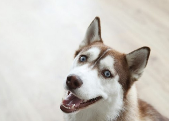 Fakta Menarik Anjing Siberian Husky, Bentuk Mirip Serigala Karakternya Aktif dan Pemanja