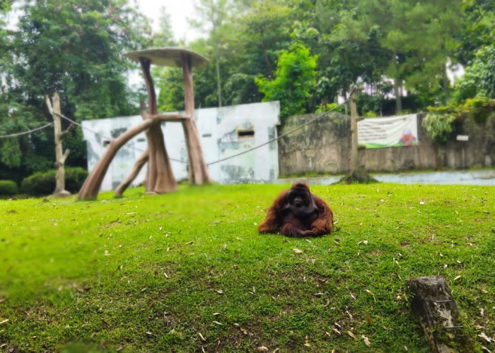 Kisruh Lahan Bandung Zoo, Anggota Komisi B DPRD Kota Bandung Lakukan Kunjungan