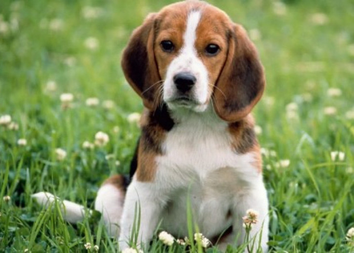 Beberapa Fakta Menarik Anjing Beagle, Dibalik Kelucuan Ada Kecerdasan Luar Biasa