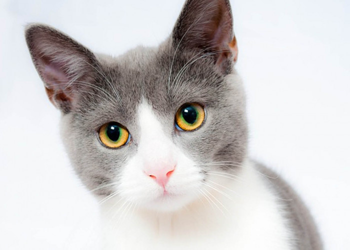 Fakta Kucing, Berapa Umur Maksimal Jika Dihitung di Tahun Manusia