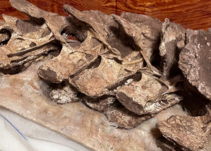 Fosil Tulang Dinosaurus 90 Juta Tahun Ditemukan di Tiongkok Timur, Ahli Ungkap Spesiesnya