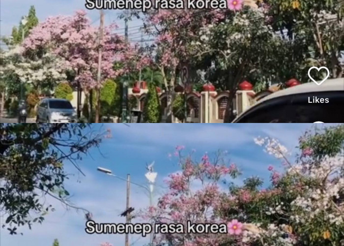 Viral! Bak di Korea Selatan, Bunga Tabebuya Bermekaran dan Hiasi Jalanan di Sumenep