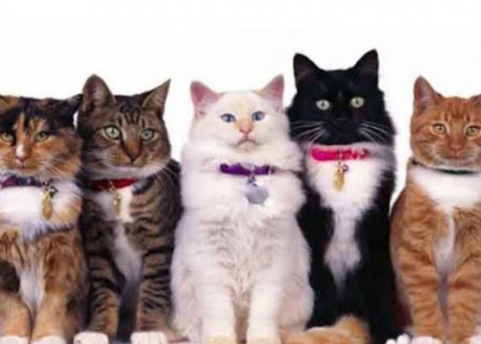 Sifat Kucing Berdasarkan Warna, Ada Yang Populer