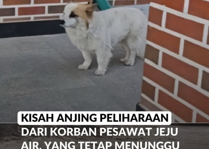 Tahan Tangis! Pudding, The Real Hachiko yang Setia Menunggu Pemiliknya, Korban Tewas Jeju Air