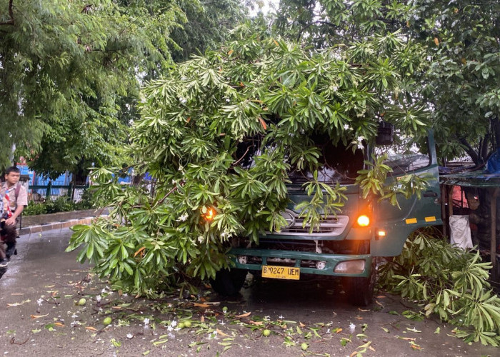 Brak! Pohon Bintaro Tumbang Timpa Truk Kontainer di Jalan Kampung Bandan Ancol