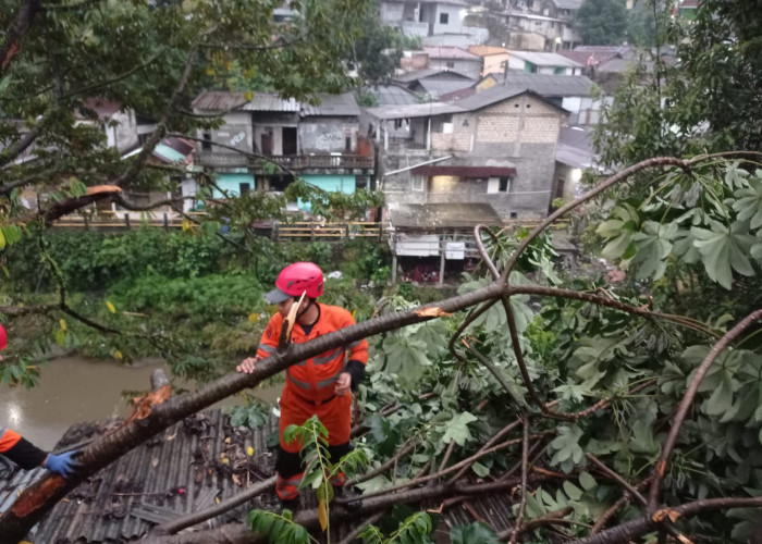 Pohon Tumbang Timpa Rumah Warga di Sukasari Bogor