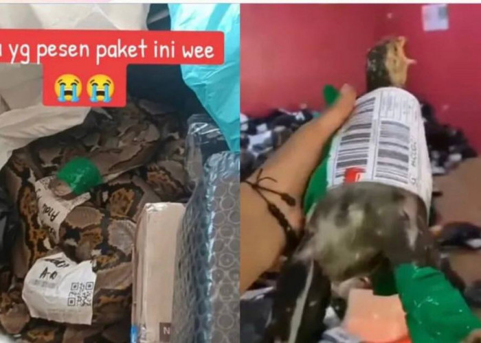 Viral! Setelah Terima Paket Berisi Ular Besar, Kini Ada Lagi Paket Ayam Tanpa Kandang 