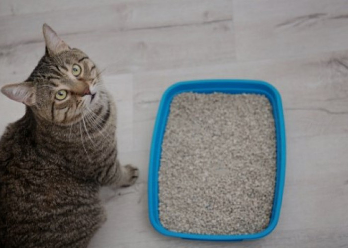 Kucing Kamu Merasa Tak Nyaman? Ini 3 Cara Memilih Pasir Yang Disukai Kucing, Dijamin Anabul Anti Keluyuran 