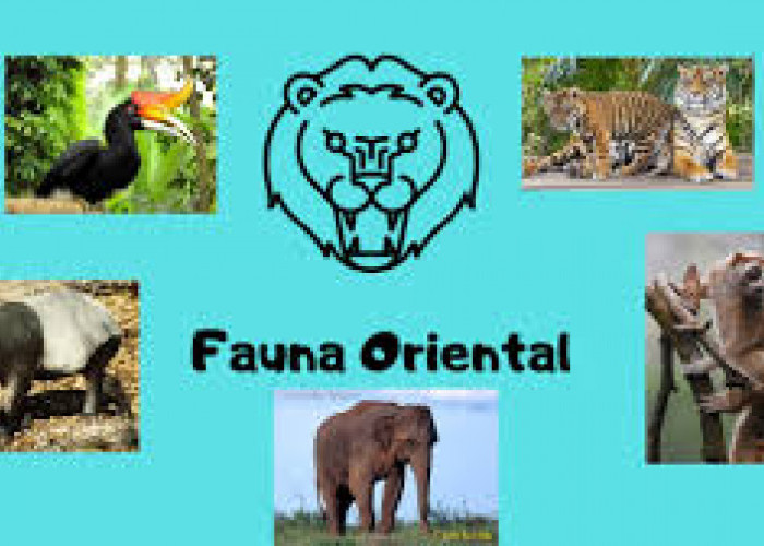 Fauna Oriental, Ciri dan Keunikannya