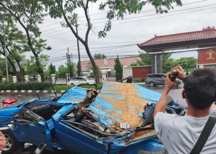 Pohon Roboh Hantam Mobil yang Melintas, Begini Kondisi Pengendara Beserta Penumpangnya