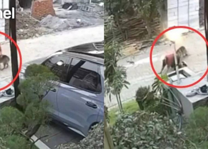 Viral! Detik-detik Seorang Wanita Diserang Anjing saat Jalan Sore di Taman Anggrek Semarang