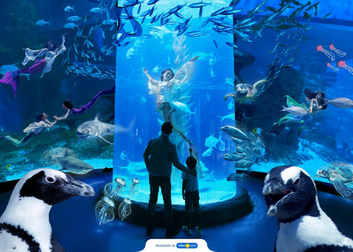 Destinasi Wisata Edukasi Jakarta Aquarium, Jelajahi Kehidupan Laut dengan Cara Yang Unik!