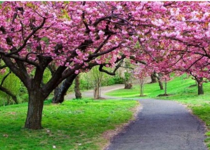Wisata Bunga Sakura Bogor: Nikmati Pesona Keindahan Alam di Cibodas Tanpa Perlu ke Jepang