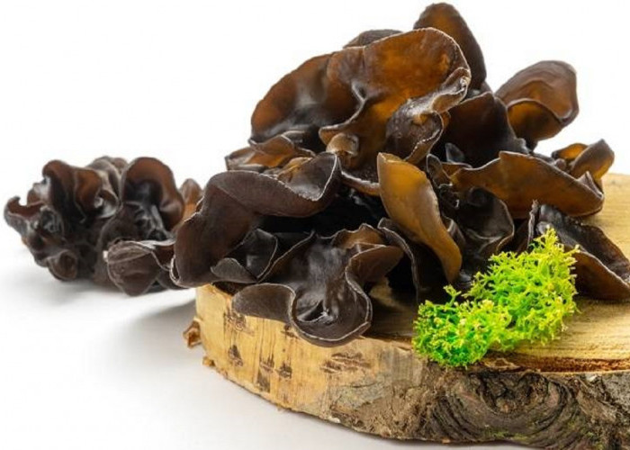 Jamur Kuping Bisa Menurunkan Kolesterol, Simak 5 Rahasianya Berikut Ini