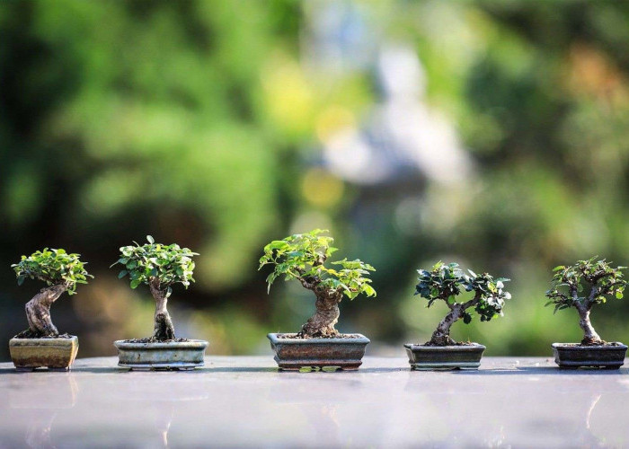 Mengungkap Pesona dan Keindahan Bonsai: Seni Miniatur Pohon yang Memikat Hati