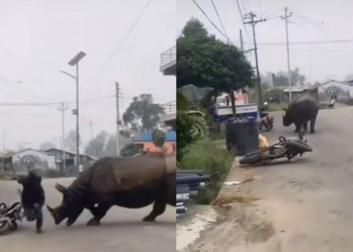 Ngeri! Detik-detik Seekor Badak Liar Ngamuk dan Serang Seorang Warga 