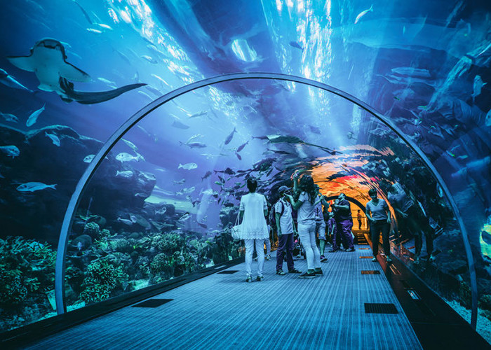 Inilah Oceanarium BXSea, Aquarium Indoor Terbesar Pertama di Tangsel Hadirkan Biota Air dan Kehidupan Bawah Laut