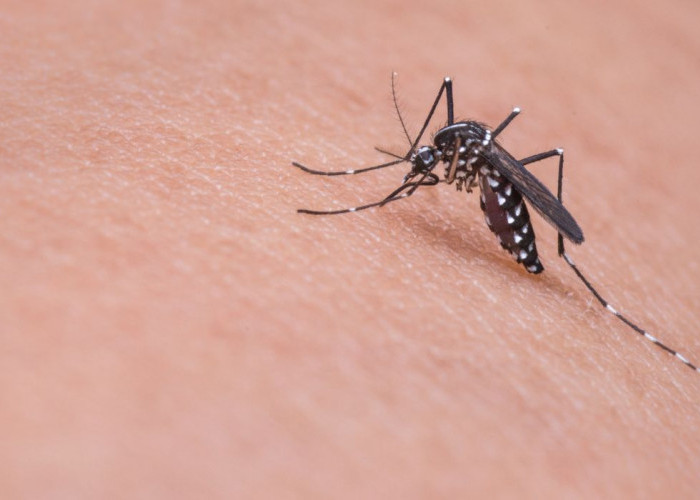 Wolbachia, Inovasi Terbaru Pencegah Penyebaran Demam Berdarah Dengue