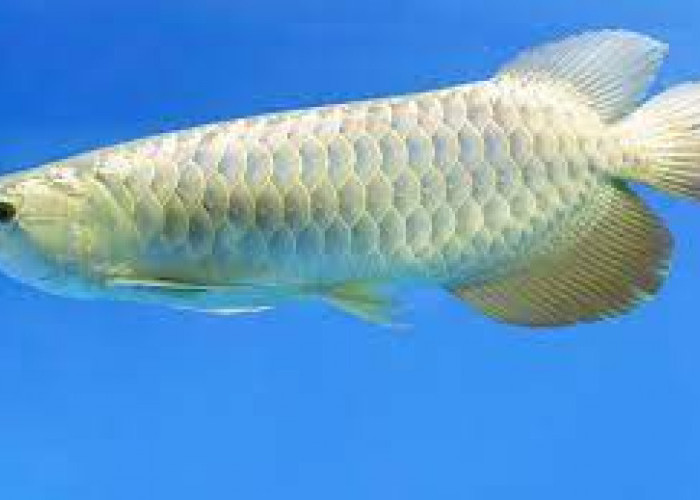 Ikan Termahal IKan Arwana Apakah Bisa Dimakan ? Simak Penjelasnya