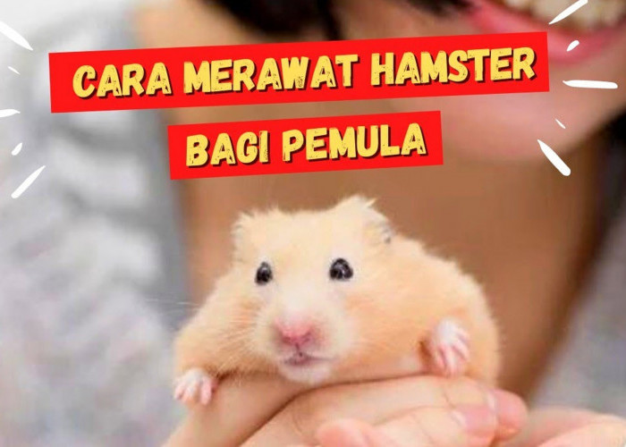 Tips Memelihara Hamster, Hewan Lucu Menggemaskan dan Bersahabat