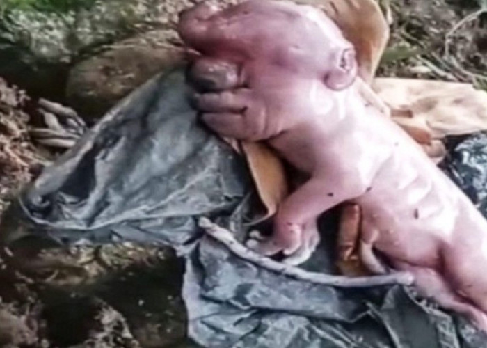 Viral! Kelahiran Anak Babi Langka Mirip Manusia Hebohkan Warga NTT