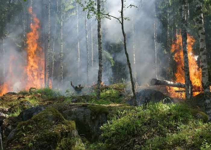 Diduga Buang Puntung Rokok Sembarangan, 2 Hektar Lahan di Bandar Lampung Terbakar