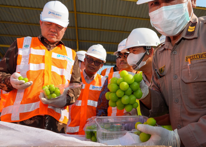 Badan Karantina Indonesia Sebut Anggur Shine Muscat yang Beredar di Indonesia Aman Pestisida 