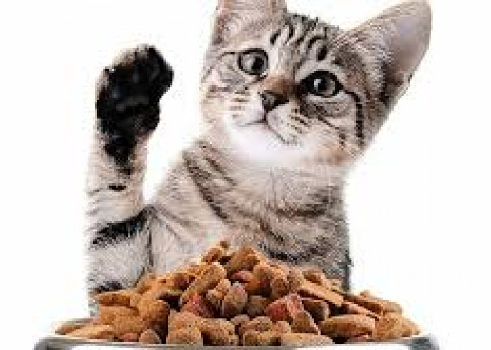 Makanan Kucing Yang Menyehatkan, Ini Rekomendasinya