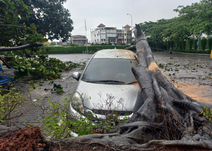 Pohon Tumbang di Tangerang Timpa Honda Mobilio, Dapat Penggatian Pemerintah? 