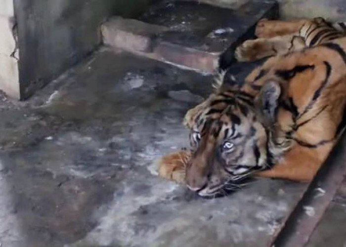 Berusia 23 Tahun, Koleksi Harimau Sumatera 'Si Manis' di Medan Zoo Mati