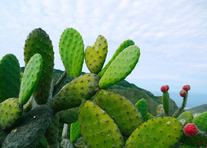 5 Manfaat Kaktus Centong Untuk Kesehatan, Salah Satunya Sembuhkan Luka 